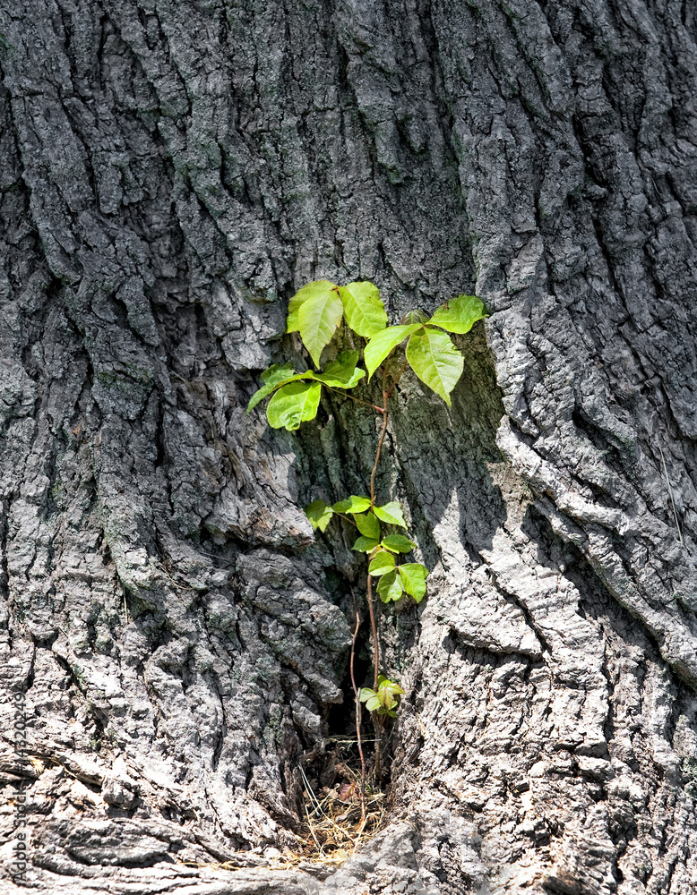 A tree trunk with Convolvulus arvensis A tree trunk with Convolvulus arvensis