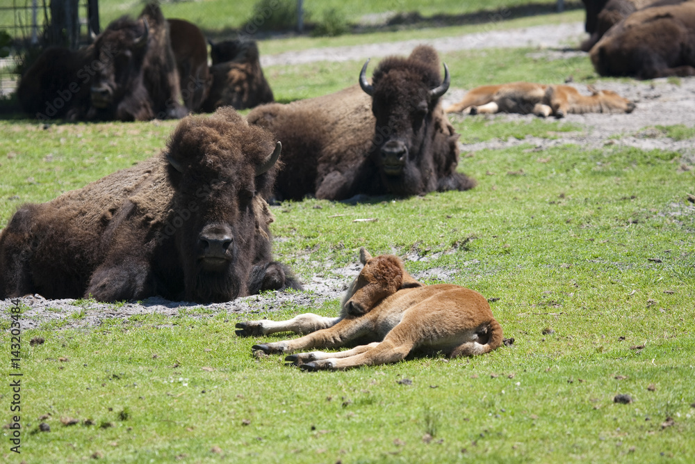 Fototapeta premium Bison Sanding in a green field