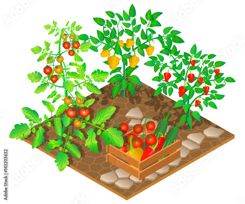 Growing peppers and tomatoes. 3D isometric view. Vector illustration.
