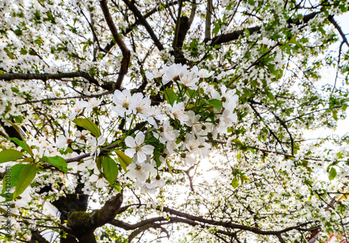 White cherry tree flowering, apringtime in Strasbourg