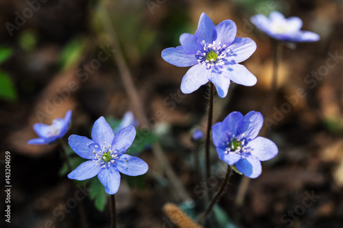 Clump of blue liverwort flowers in the forest undergrowth