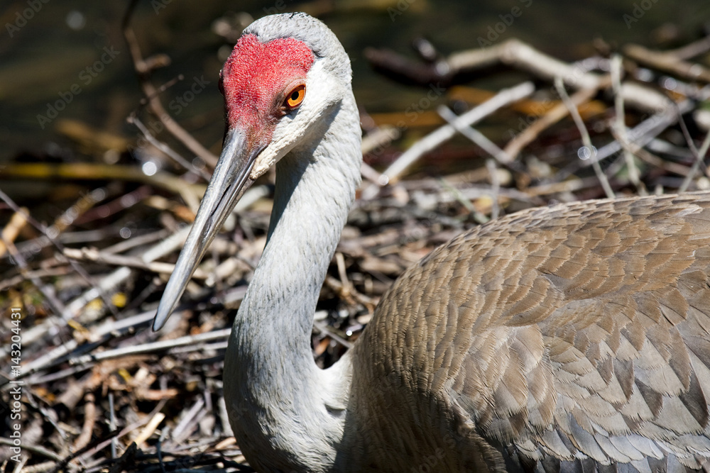 Fototapeta premium Redheaded crane