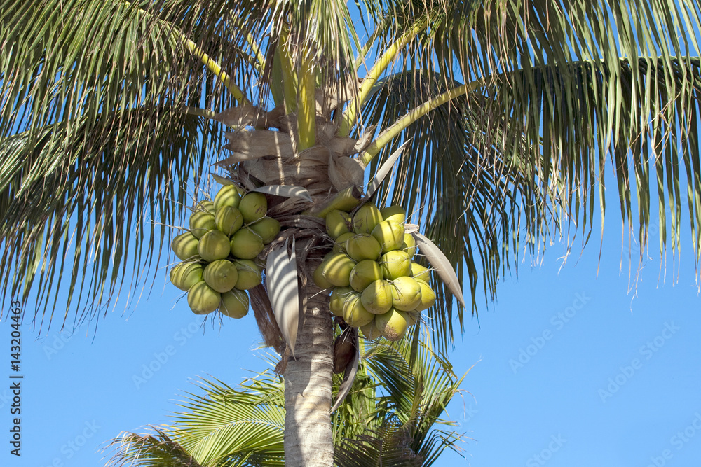 Fototapeta premium Coconuts on palm-tree