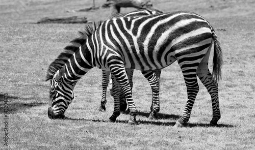 Zebra eating grass on a green field