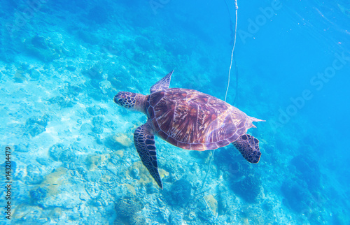 Sea turtle in ocean water. Olive green turtle in natural environment. © Elya.Q