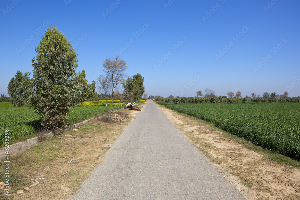 rural road in rajasthan