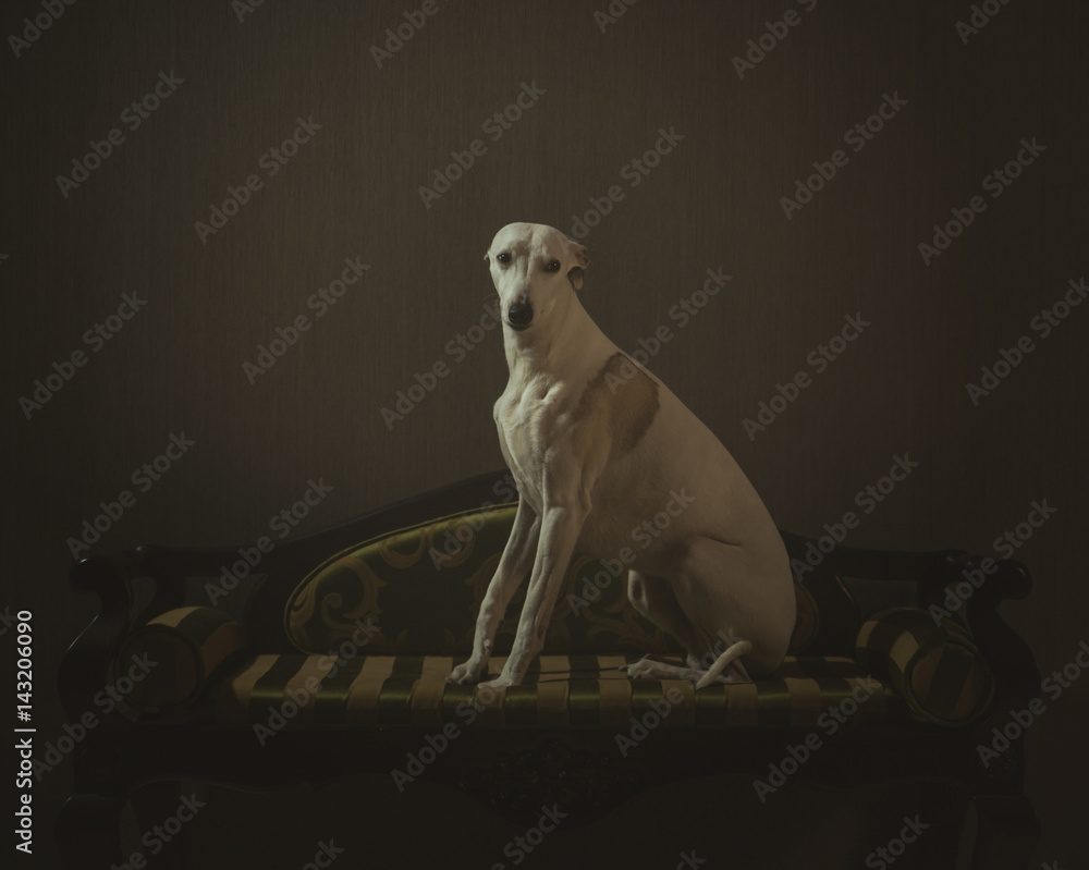 Fototapeta premium White whippet dog is sitting on the striped sofa on gray background