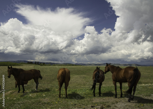 Horses on Range