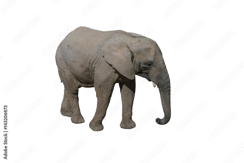 Whole elephant isolated on white background