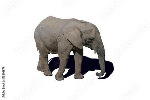 Whole elephant isolated on white background