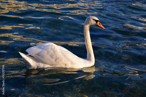 White swan on a river. Lone swan swimming in clean  transparent water.