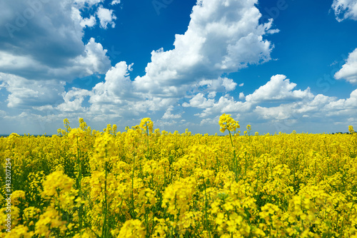 Yellow flower field, beautiful spring landscape