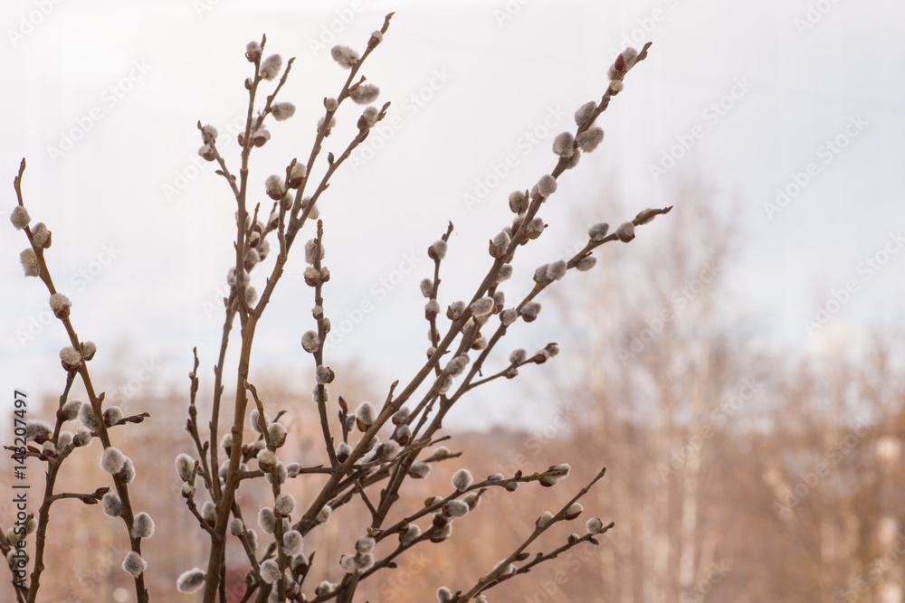 Obraz premium Pussy willow branches