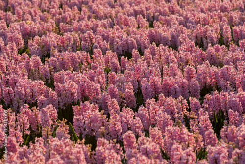 pretty field of hyacinths in full bloom photo