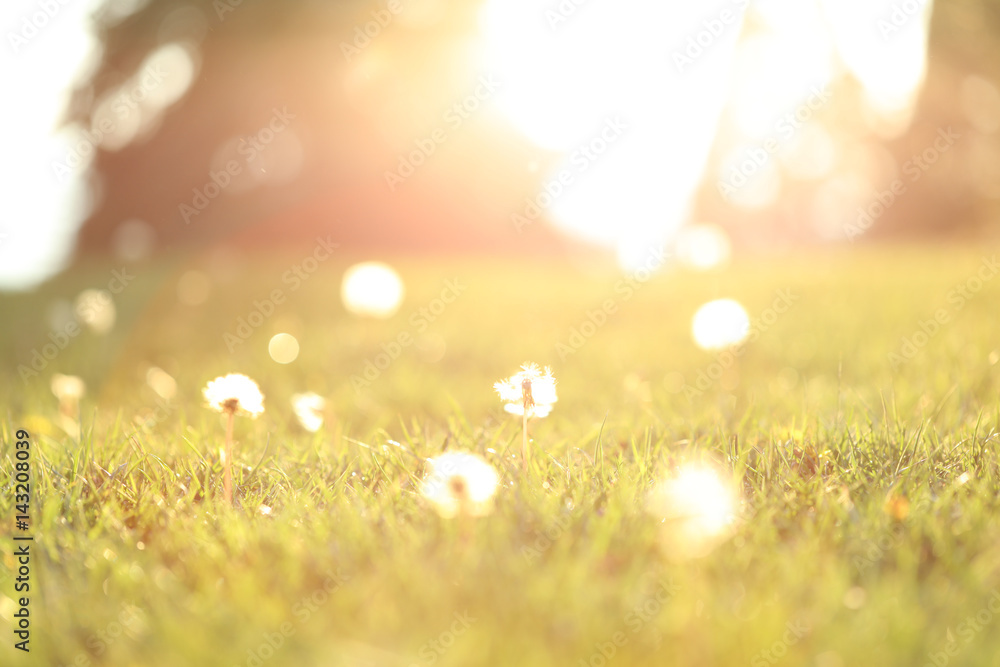 A blurred background of a grassy meadow with dandelions and sunshine.  