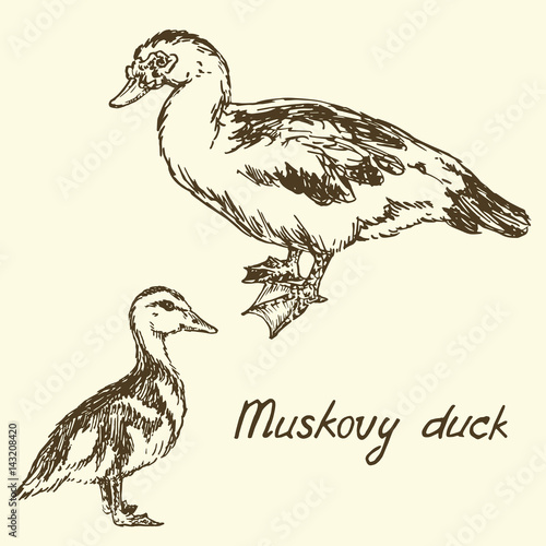 South American Muscovy duck and duckling, sketch in pop art style, isolated vector illustration