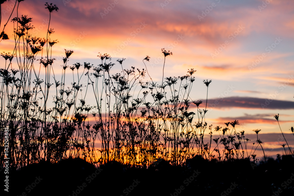Obraz premium Silhouette of plants at dusk