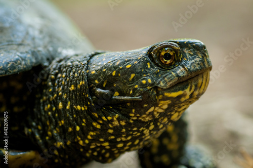 Turtle with green skin and yellow dots shot in natural environment