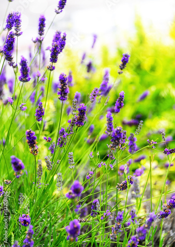Fototapeta Naklejka Na Ścianę i Meble -  Wild Lavendar Wildflowers