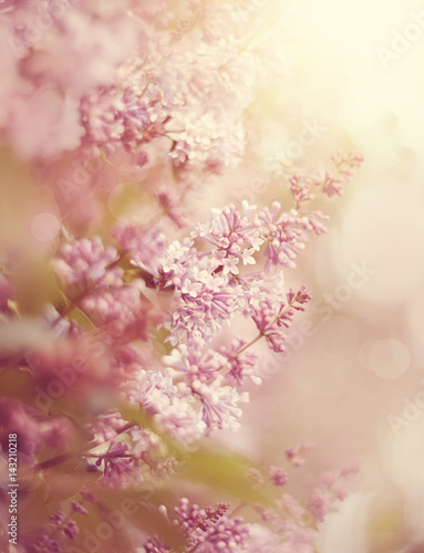 The blossoming lilac in the spring. © Azaliya (Elya Vatel)