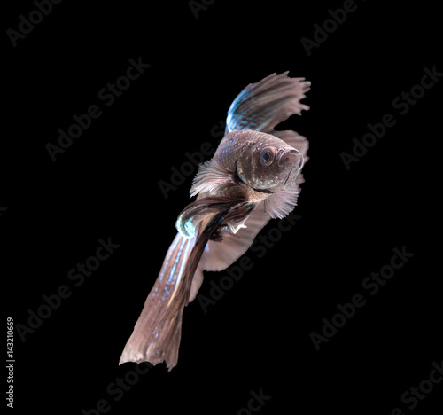 Betta fish, siamese fighting fish, betta splendens isolated on black background