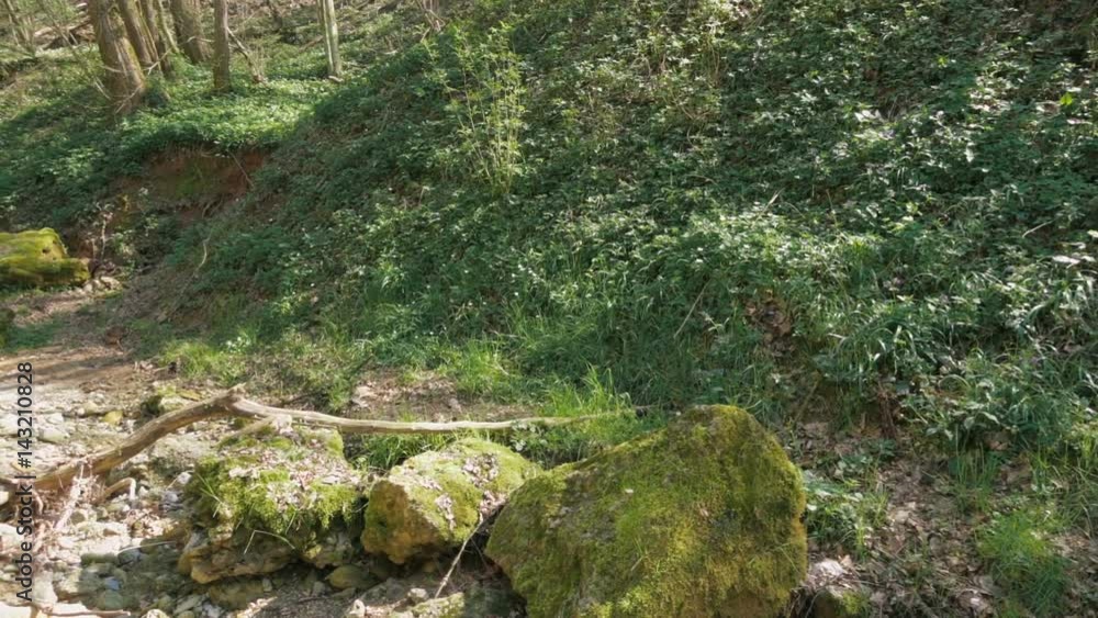 Slider Shot of a Wild Forest and Riverbed in Nature in Slow motion Slider Shot of a Wild Forest and Riverbed in Nature in Slow motion