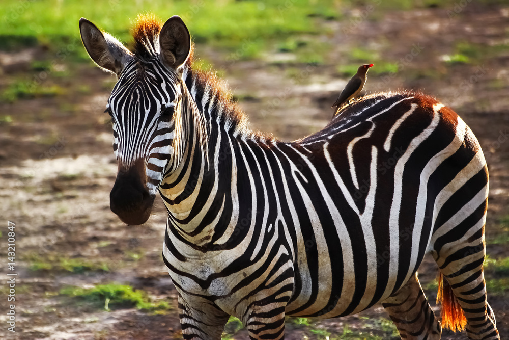 Naklejka premium Zebra and Red-billed oxpecker in African savannah.
