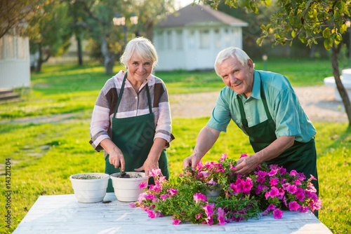 Senior gardeners transplanting flowers. Man and woman working outdoors. Petunia growing stages.