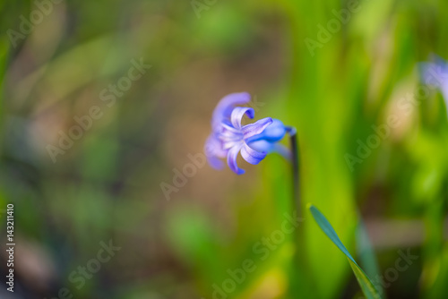 Blue-white flowers of Luciles glory of the snow, glory-of-the-snow, Schneeglanz (Chionodoxa luciliae, forbesii) photo