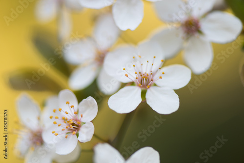 Beautiful flower in a spring Blooming tree