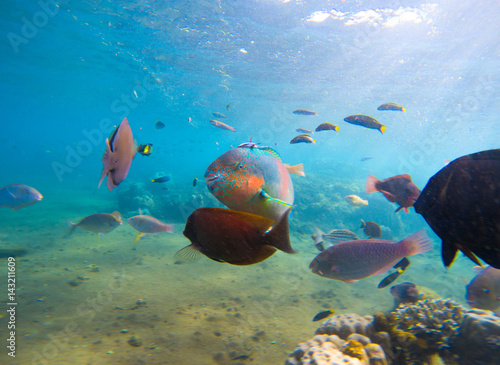 Underwater seaview with tropical fish school. Young coral formation and coral fish shoal.