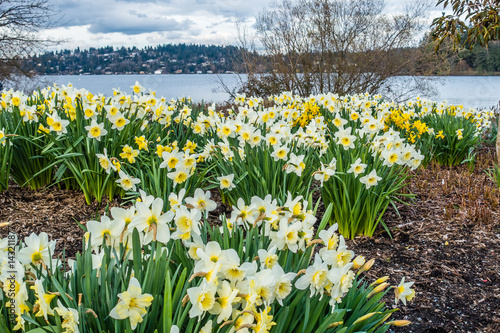 Lake Washington Daffodils