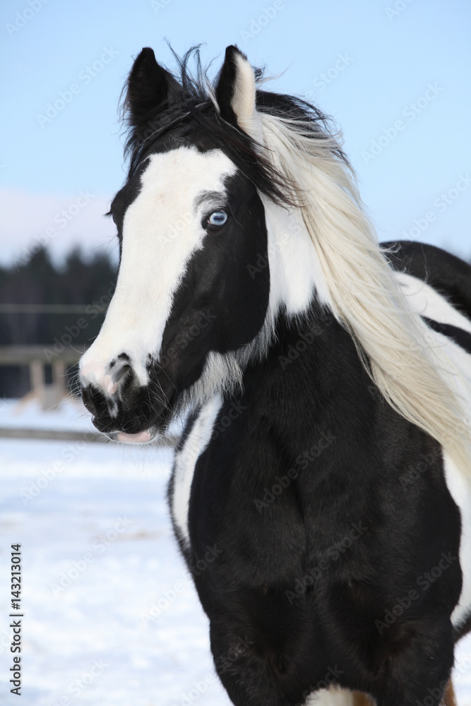 Obraz premium Beautiful irish cob in winter