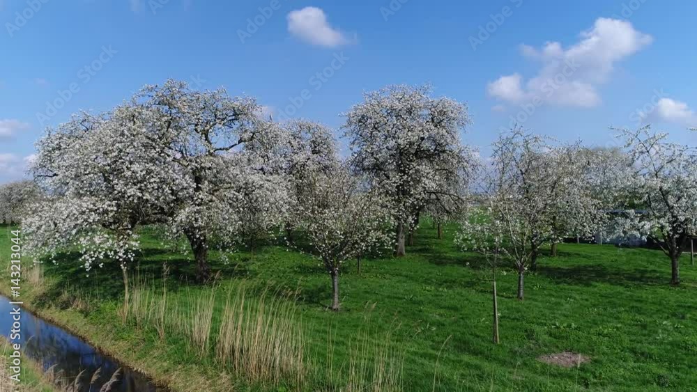 Aerial bird view arriving at orchard with cherry trees with beautiful white blossom and below showing green grass field amazing crisp white foliage flowers growing before cherries beautiful day 4k Aerial bird view arriving at orchard with cherry trees with beautiful white blossom and below showing green grass field amazing crisp white foliage flowers growing before cherries beautiful day 4k