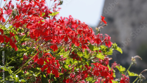 Fototapeta Naklejka Na Ścianę i Meble -  Close view of a colorful geranium bush