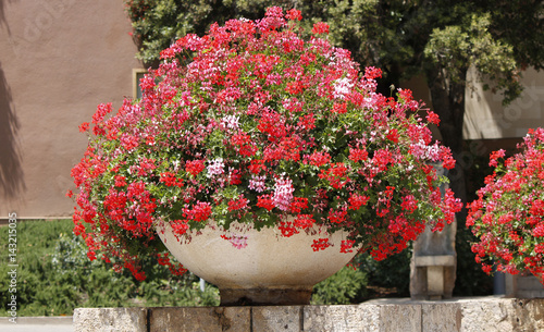 View of a large decorative pot with red geranium flowers