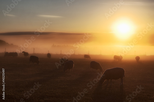 Carta da parati Schafe bei Sonnenaufgang