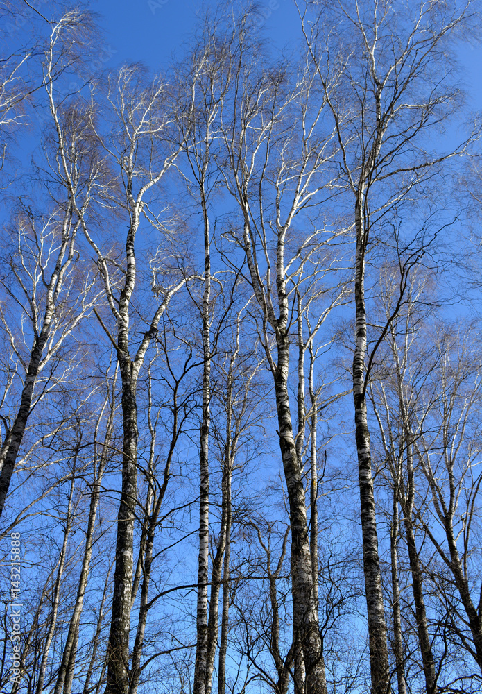 Birch grove in spring, beautiful vertical landscape Birch grove in spring, beautiful vertical landscape