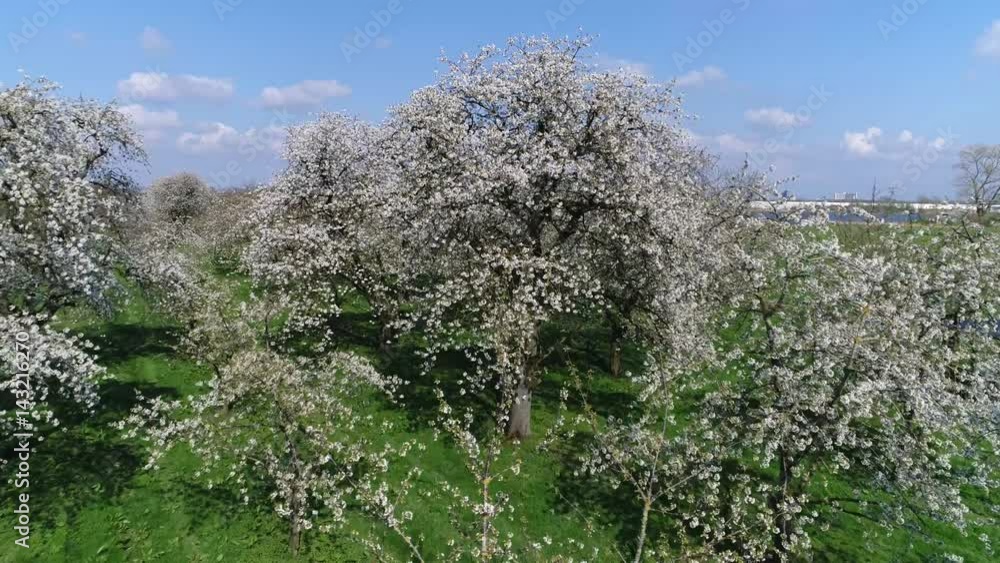 Aerial bird-eye view moving close to cherry blossom crown of cherry tree beautiful white blossom and below showing green grass field amazing crisp white foliage flowers growing before cherries 4k Aerial bird-eye view moving close to cherry blossom crown of cherry tree beautiful white blossom and below showing green grass field amazing crisp white foliage flowers growing before cherries 4k