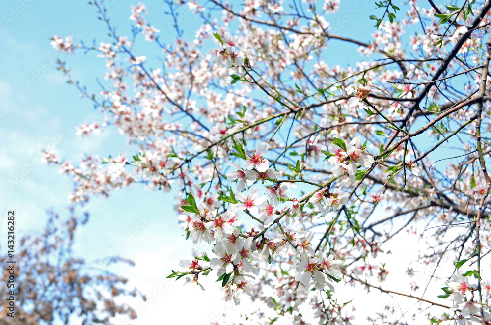 Beautiful spring flowers on trees Beautiful spring flowers on trees