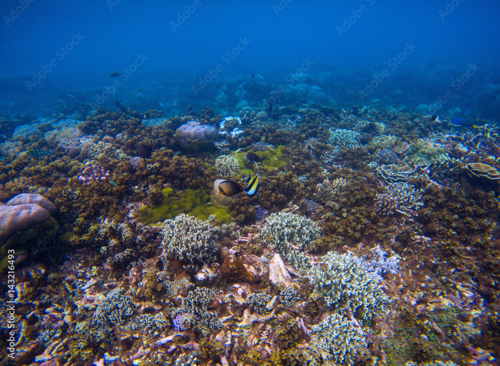 Fototapeta premium Underwater landscape of coral sea bottom. Tropical seashore underwater photo.