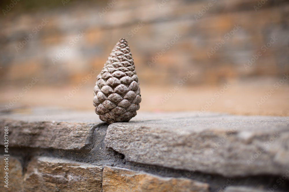 Obraz premium Close up on upright tree cone on flagstone