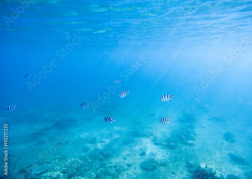 Blue shallow waters with white sand seabottom. Tropical seashore undersea photo. © Elya.Q