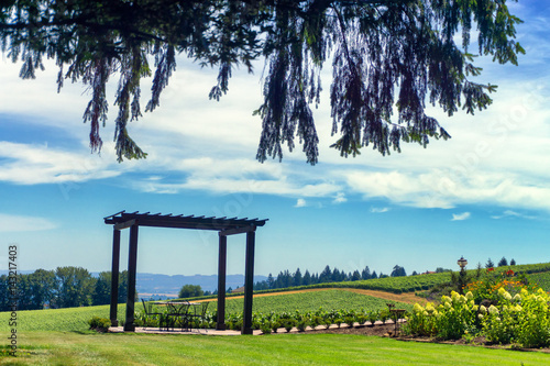 Beautiful Vineyard Landscape photo