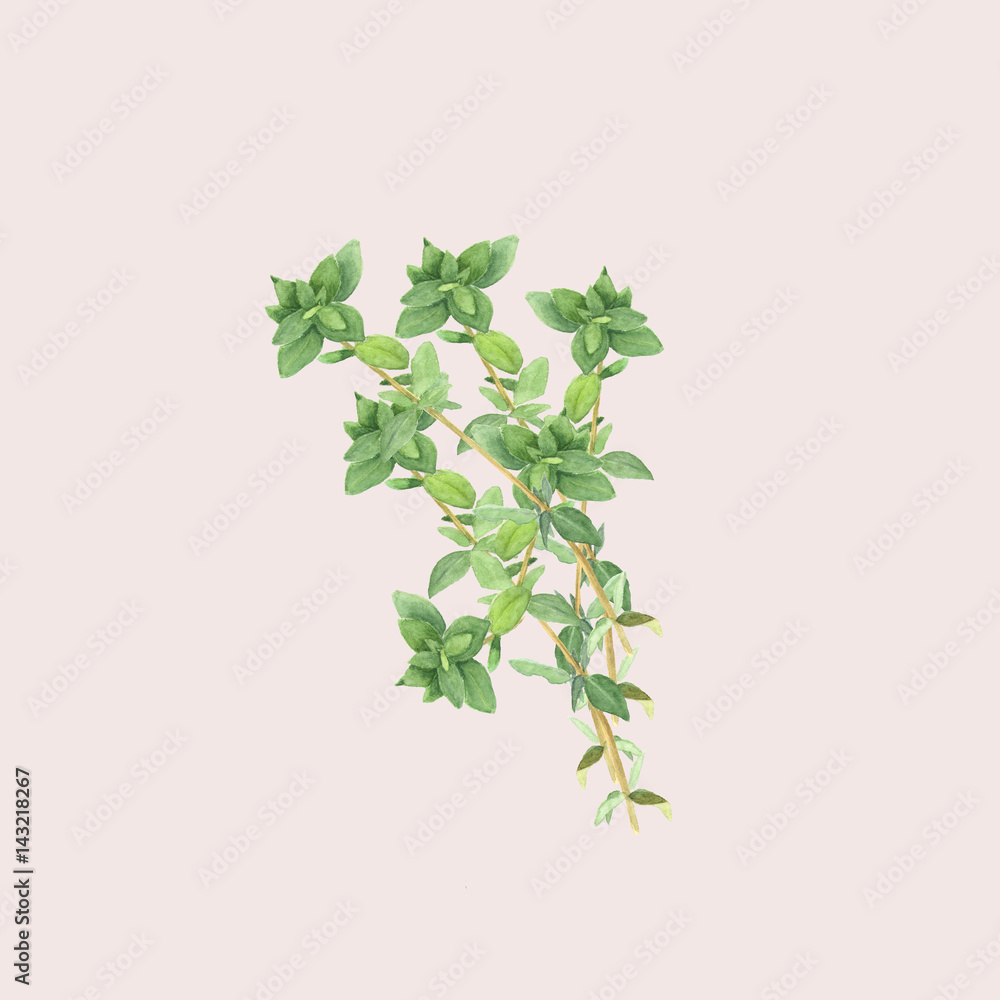 Botanical watercolor illustration of branch of thyme isolated on light pink background Botanical watercolor illustration of branch of thyme isolated on light pink background
