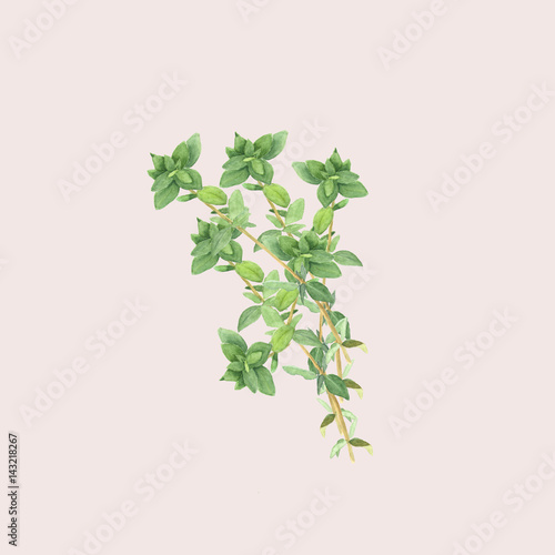 Botanical watercolor illustration of branch of thyme isolated on light pink background