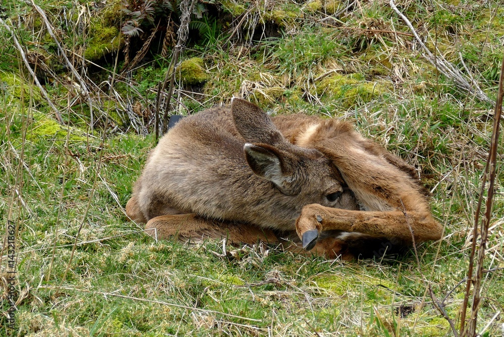 Rothirsch Kalb Rothirsch Kalb