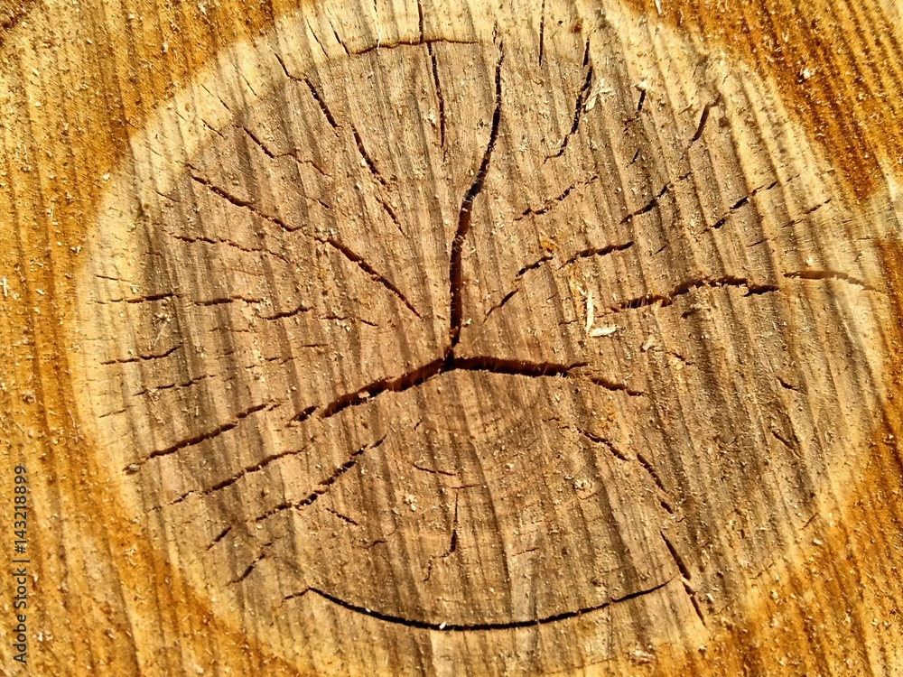 Fototapeta premium oak cut wood texture