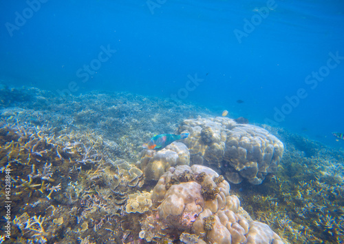 Coral reef landscape. Coral fish in corals. Tropical seashore underwater photo.