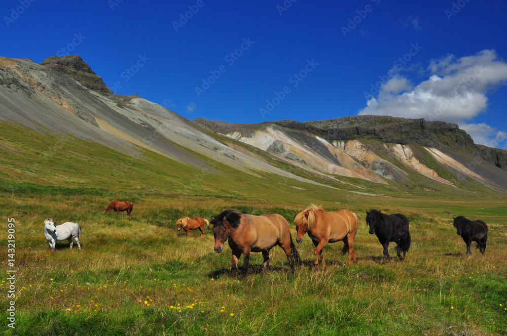 Fototapeta premium Icelandic wild horses